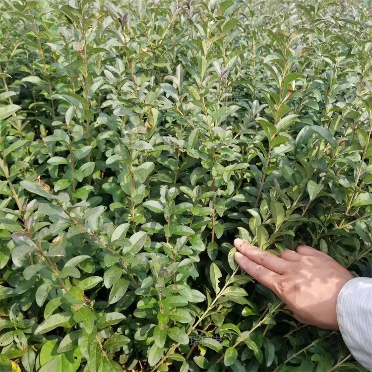 金叶水蜡路旁种植 绿叶水蜡种植地销售 紫叶水蜡产地 夏杰花卉