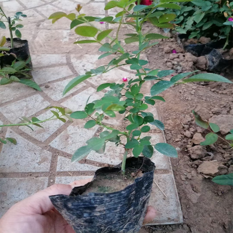 地被月季品质优良 地被月季地被绿化 地被月季适应能力强 夏杰花卉
