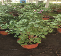 绿化牡丹公园种植花卉 牡丹花径种植花卉 绿化牡丹耐寒花卉