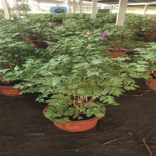 绿化牡丹公园种植花卉 牡丹花径种植花卉 绿化牡丹耐寒花卉