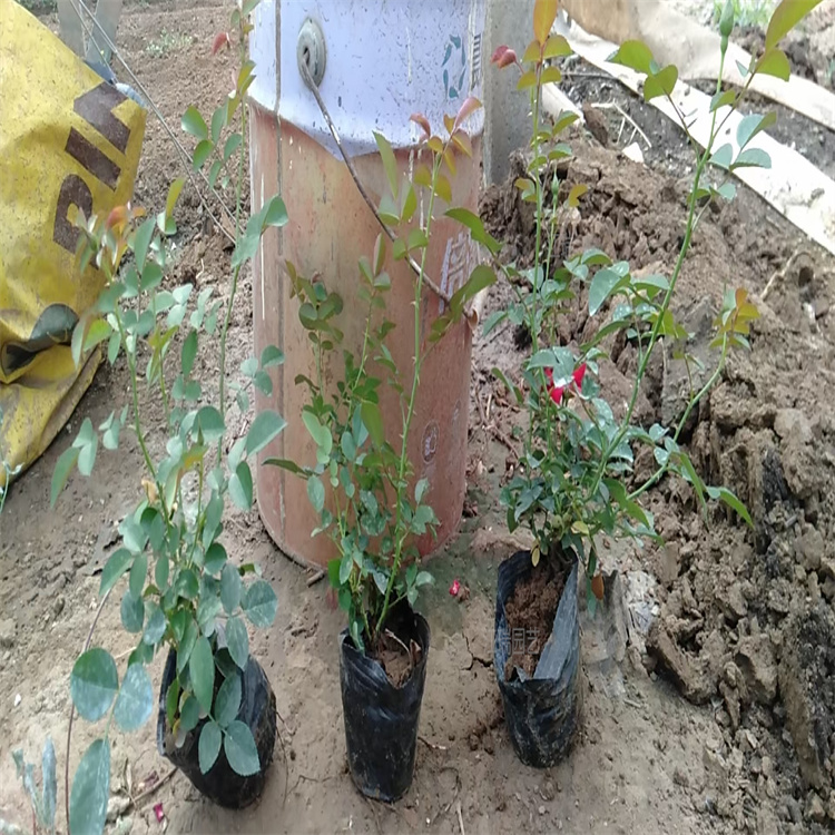 地被月季种植地销售 地被月季花期长 耐修剪 地被月季道路绿化花卉 夏杰花卉