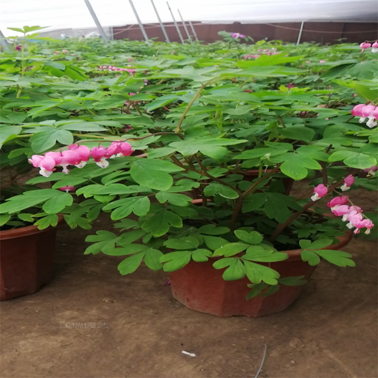 山东牡丹种植地销售 绿化牡丹小苗 牡丹花姿优美 夏杰花卉