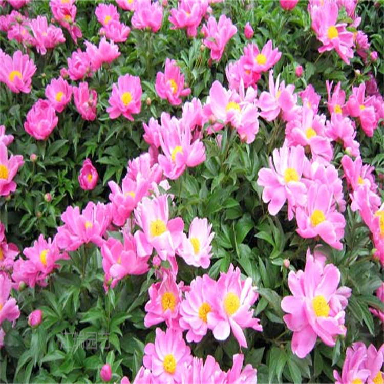 绿化芍药小苗基地 芍药花姿优美 花期长 夏杰花卉