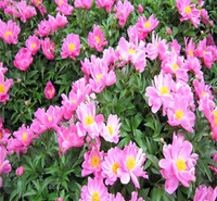 绿化芍药小苗基地 芍药花姿优美 花期长 夏杰花卉