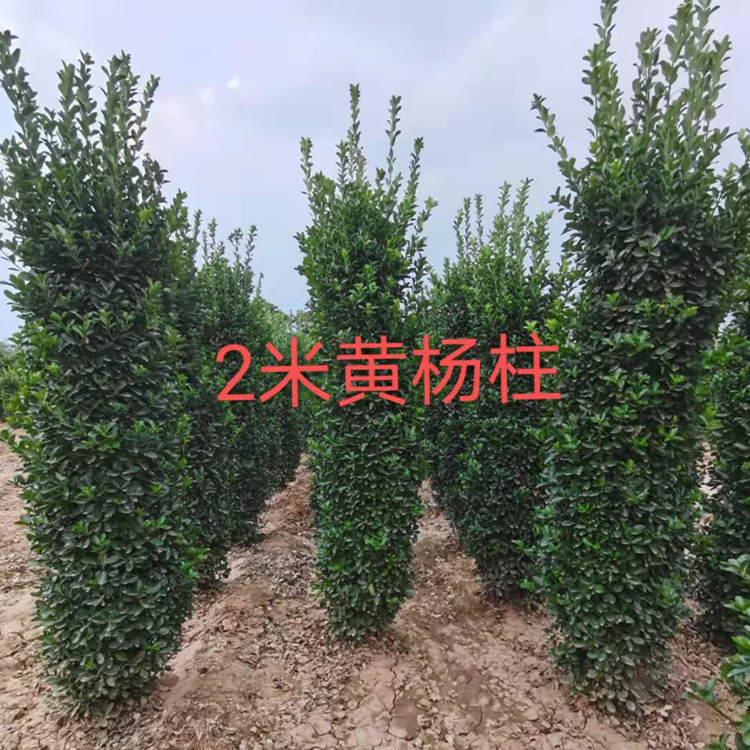 大叶黄杨柱价格 咨询黄杨柱厂家 批发黄杨柱
