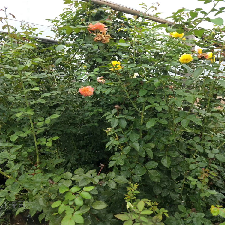 藤本月季种植地 藤本月季花墙 藤本月季花径种植花卉 江瑞