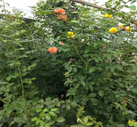 藤本月季种植地 藤本月季花墙 藤本月季花径种植花卉 江瑞
