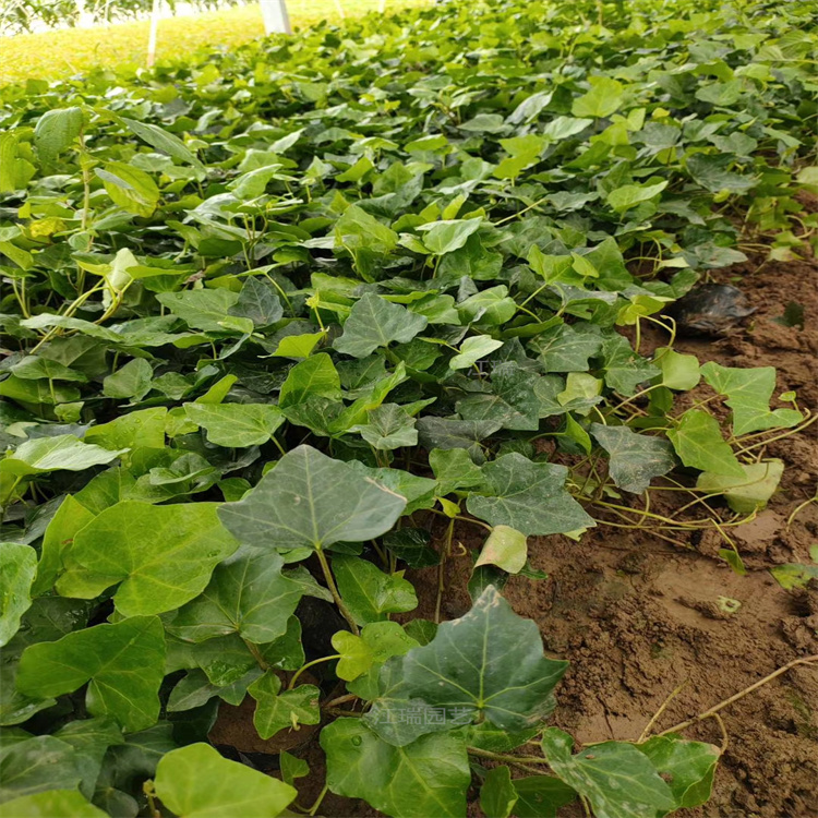 棚内种植常春藤基地 常春藤现货供应批发 绿化常春藤岩石园绿化 江瑞园艺