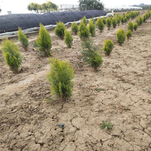 洒金柏种植地销售 洒金柏城市绿化 洒金柏路旁种植 江瑞园艺