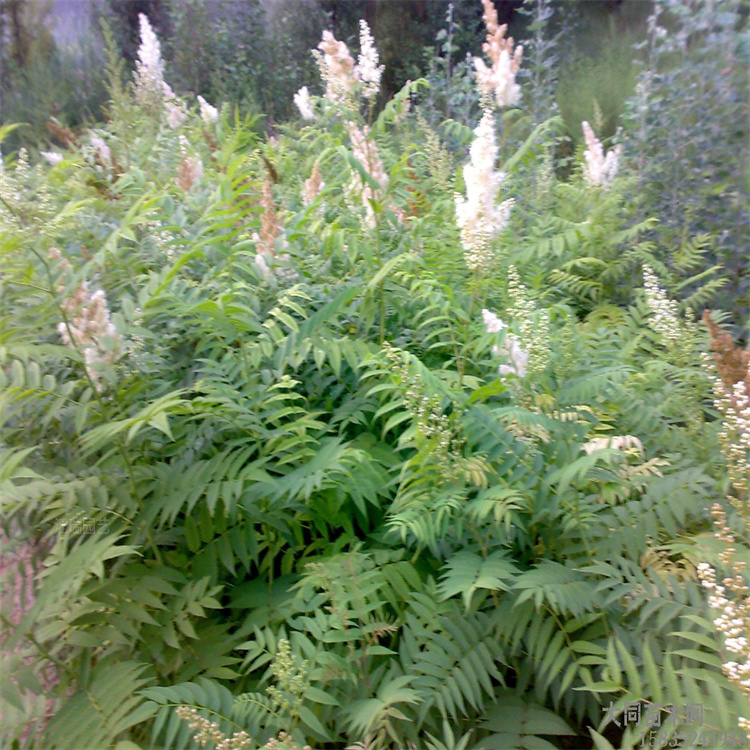 珍珠梅种植地销售 珍珠梅花色美丽 珍珠梅绿篱用苗 江瑞园艺