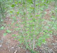 木槿花种植基地 丛生木槿大量供应 独杆木槿质优价廉 夏杰花卉