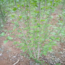 木槿花种植基地 丛生木槿大量供应 独杆木槿质优价廉 夏杰花卉