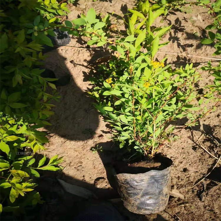 珍珠梅种植地销售 珍珠梅花色优美 珍珠梅小苗基地 夏杰花卉