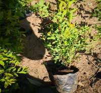 珍珠梅种植地销售 珍珠梅花色优美 珍珠梅小苗基地 夏杰花卉