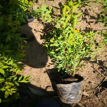 珍珠梅种植地销售 珍珠梅花色优美 珍珠梅小苗基地 夏杰花卉