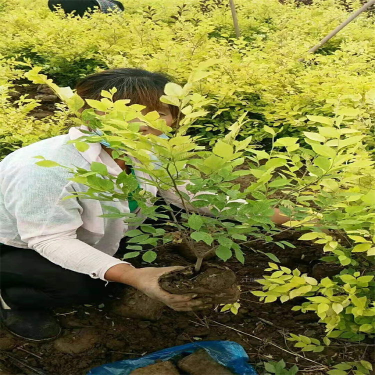 金叶榆供应商 夏杰花卉金叶榆批发基地 金叶榆路旁种植 欢迎咨询