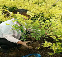 金叶榆供应商 夏杰花卉金叶榆批发基地 金叶榆路旁种植 欢迎咨询