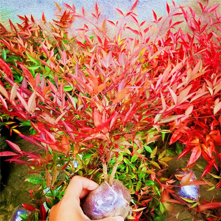 红叶南天竹小苗培育 红叶南天竹路旁种植 红叶南天竹绿篱 夏杰花卉