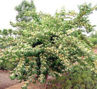 金银木种植地 金银木道路绿化 金银木小苗大量批发 夏杰花卉
