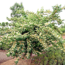 金银木种植地 金银木道路绿化 金银木小苗大量批发 夏杰花卉