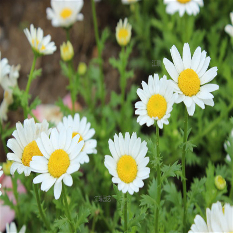 白晶菊批发商 白晶菊花期长 白晶菊公园绿化花卉 夏杰花卉
