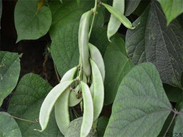 白扁豆种植技术  药都亳州白扁豆 白扁豆大货 白扁豆散货 白扁豆批发