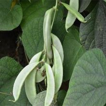 白扁豆种植技术  药都亳州白扁豆 白扁豆大货 白扁豆散货 白扁豆批发