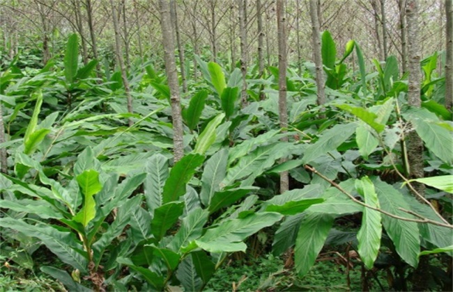 白豆蔻中药材 白豆蔻批发 白豆蔻大货 白豆蔻散货 药都亳州白豆蔻