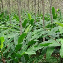 白豆蔻中药材 白豆蔻批发 白豆蔻大货 白豆蔻散货 药都亳州白豆蔻
