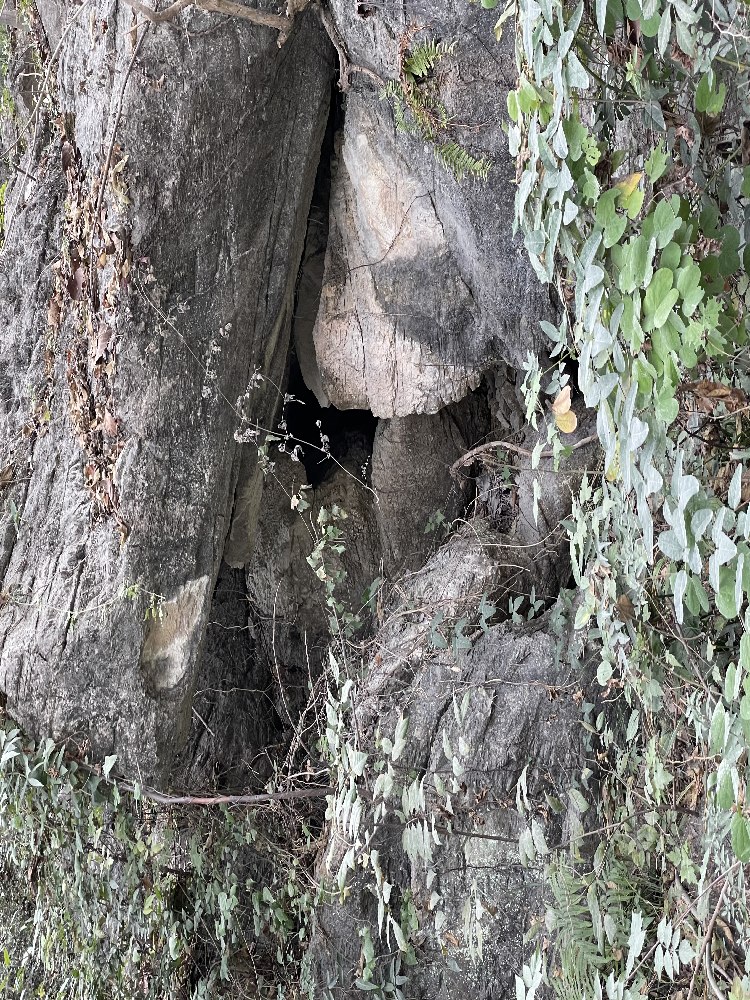 南京大型龟纹石 龟纹石景观石 假山龟纹石 园林直销龟纹石