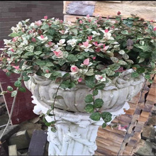 花叶络石产地 花叶络石低价出售 花叶络石规格齐全 江瑞园艺