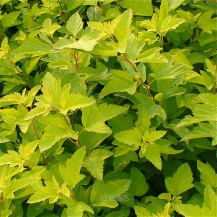 金叶风箱果种植地销售 金叶风箱果树姿优美 金叶风箱果夏杰花卉直批