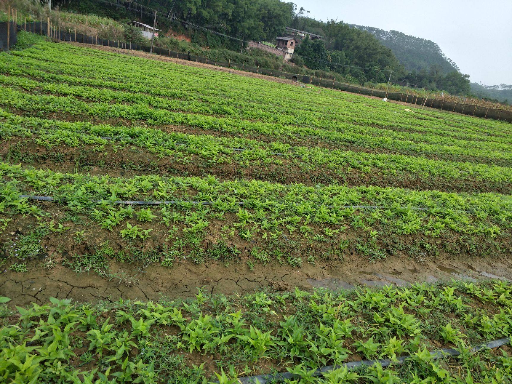 百部种植 中药材百部 大货百部 中药材种植百部 产地药材百部