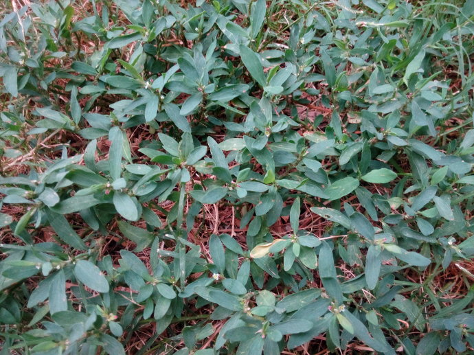 厂家直销萹蓄 中药材萹蓄 亳州直发萹蓄 萹蓄供应正规 药都亳州中药材批发萹蓄 