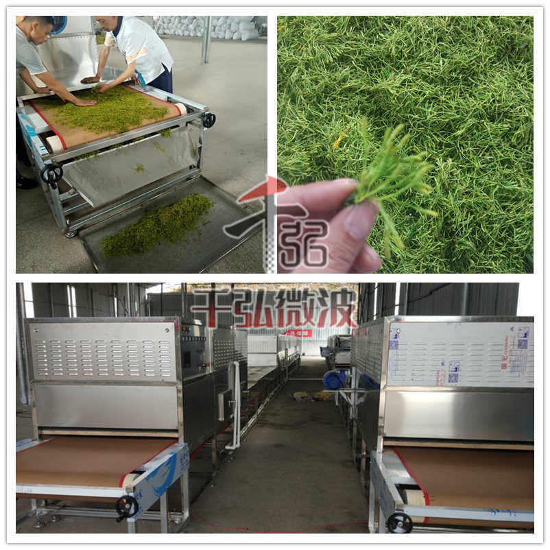 千弘定制金银花微波杀青设备，一机多用 烘干杀青机