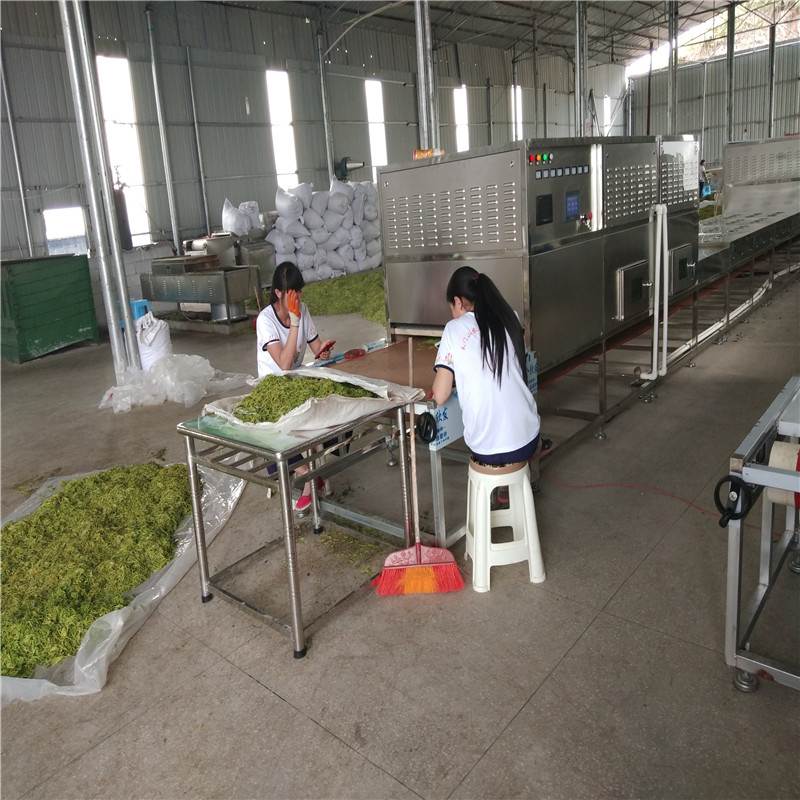 千弘定制金银花微波杀青设备，微波烘干设备