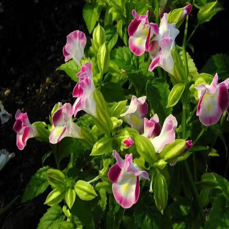 大量出售夏瑾 绿化用时令草花 夏瑾小苗
