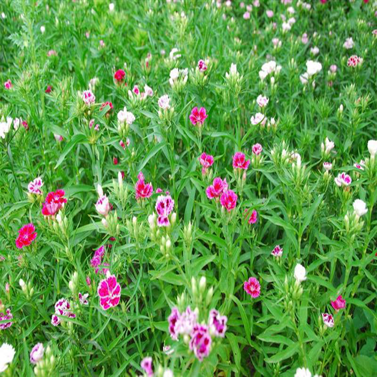 河北常夏石竹 道路草花 出售常夏石竹