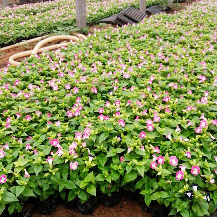 大量出售夏瑾 绿化用时令草花 夏瑾小苗