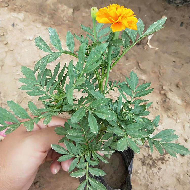 基地供应孔雀草 绿化草花 孔雀草小苗培育