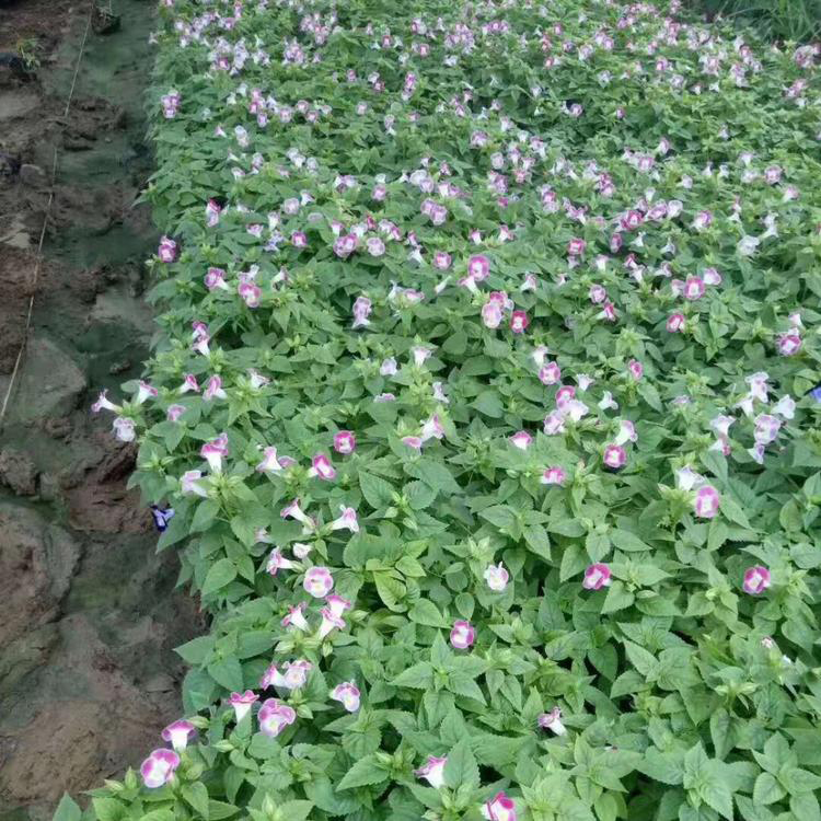 大量出售夏瑾 绿化用时令草花 夏瑾小苗