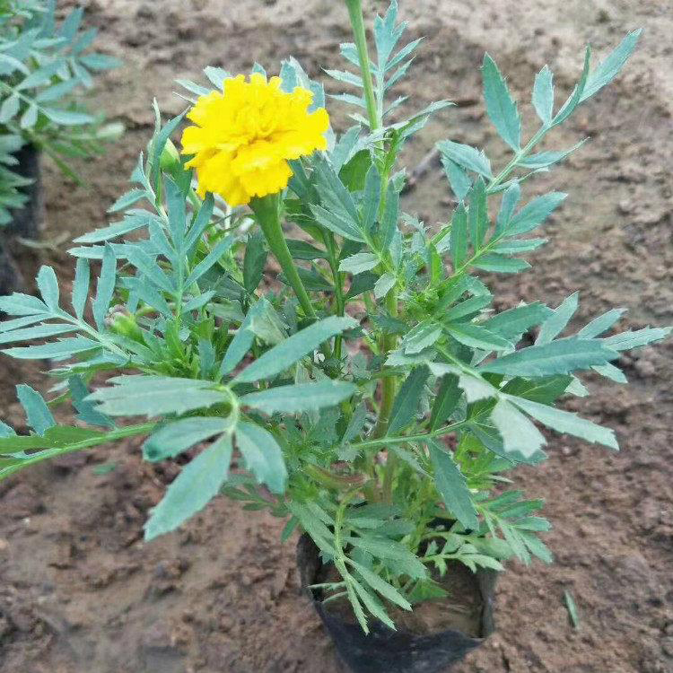 基地供应孔雀草 绿化草花 孔雀草小苗培育