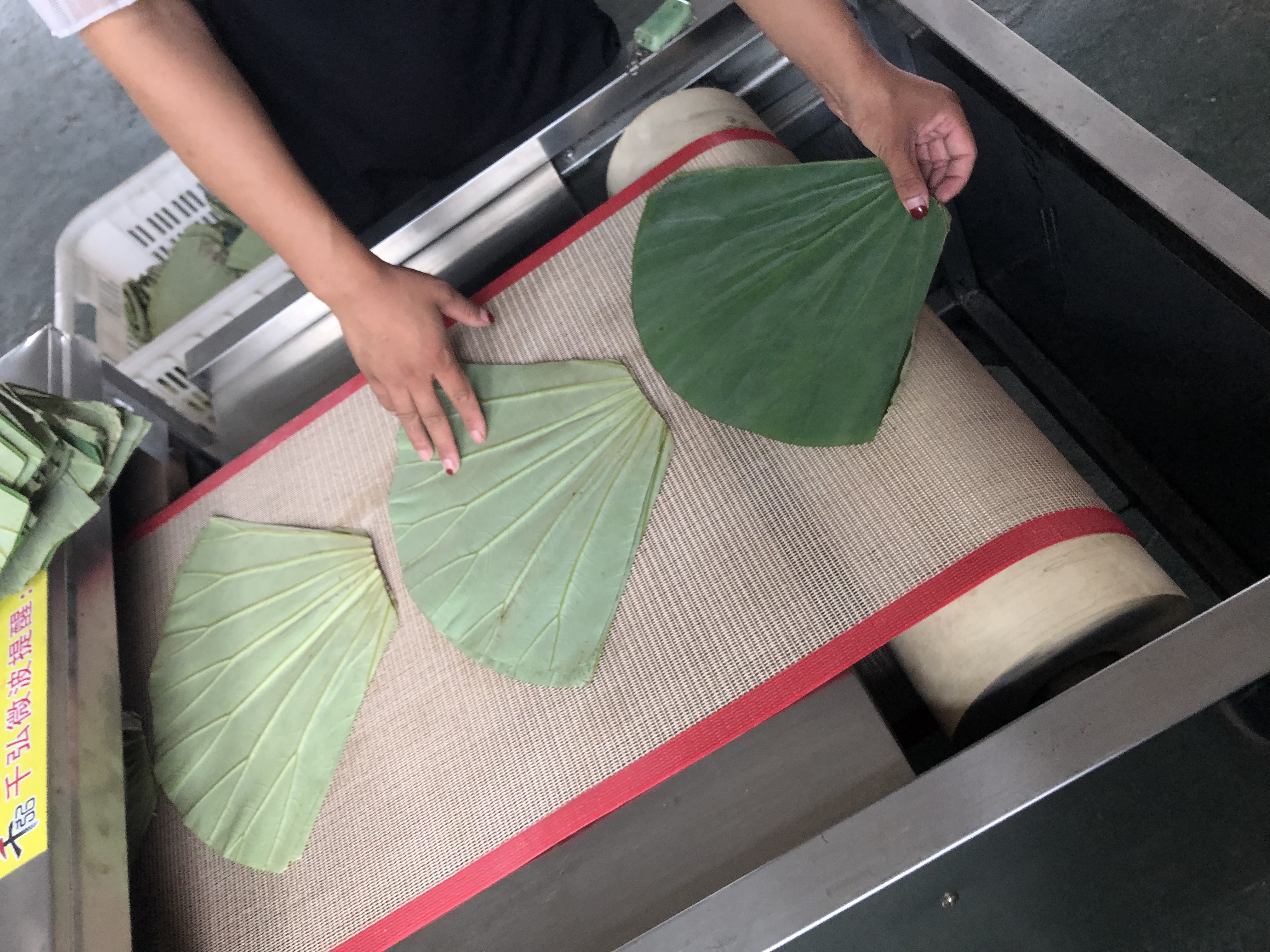 荷叶微波烘干设备被生产厂家 选千弘微波，专业生产厂家