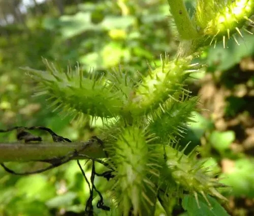 苍耳子批发零售 苍耳子品质可靠 苍耳子中药材