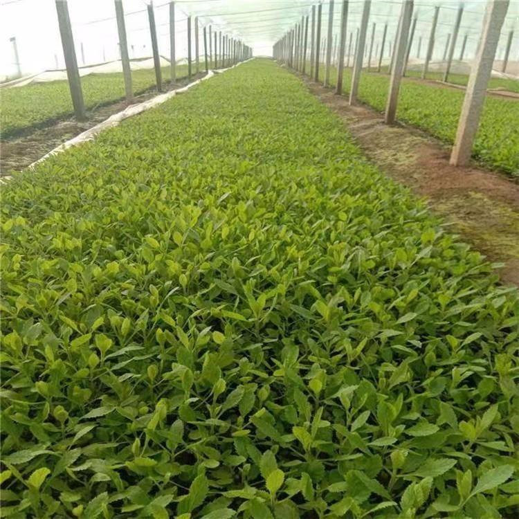 绿植租摆:让绿色装点现代办公空间