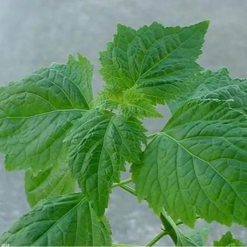  广金钱草药材供应 广金钱草品质可靠 广金钱草中药材