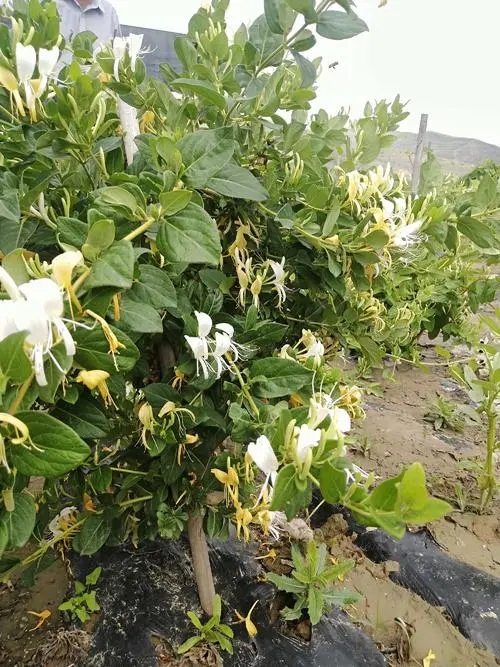 金银花正宗中药材 金银花厂价价格 金银花厂家直销