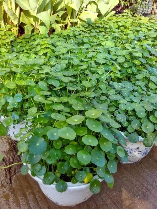 金钱草供应正规 金钱草价格 金钱草正宗中药材
