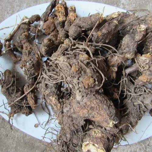 苍术中药材 苍术品质可靠 苍术药材供应