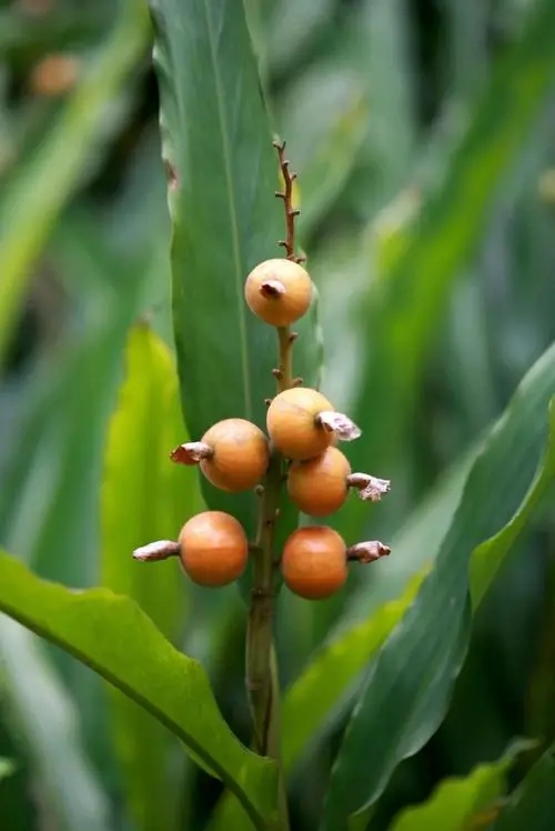 草豆蔻价格 草豆蔻供应正规 草豆蔻常年供应
